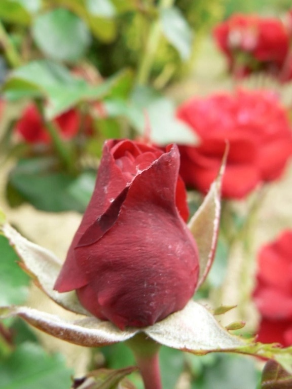 red, rose, flower, bud