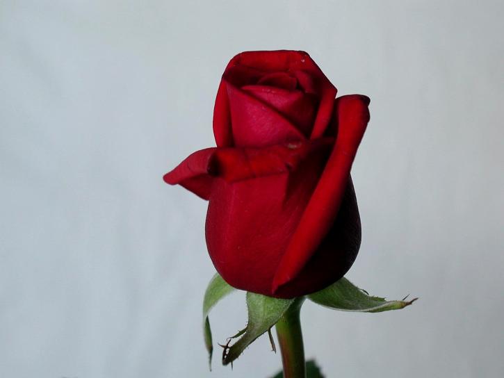 rød rose blomst, detaljer, imge