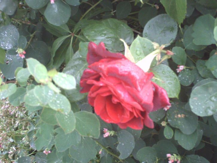 red, rose, garden