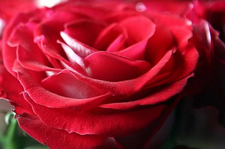red, rose, petals, close