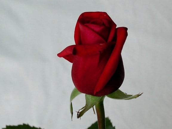 red, rose, stock, image