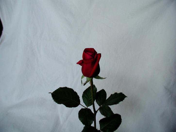 Crveni, ruža, stock, fotografija