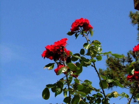 red, roses, sky