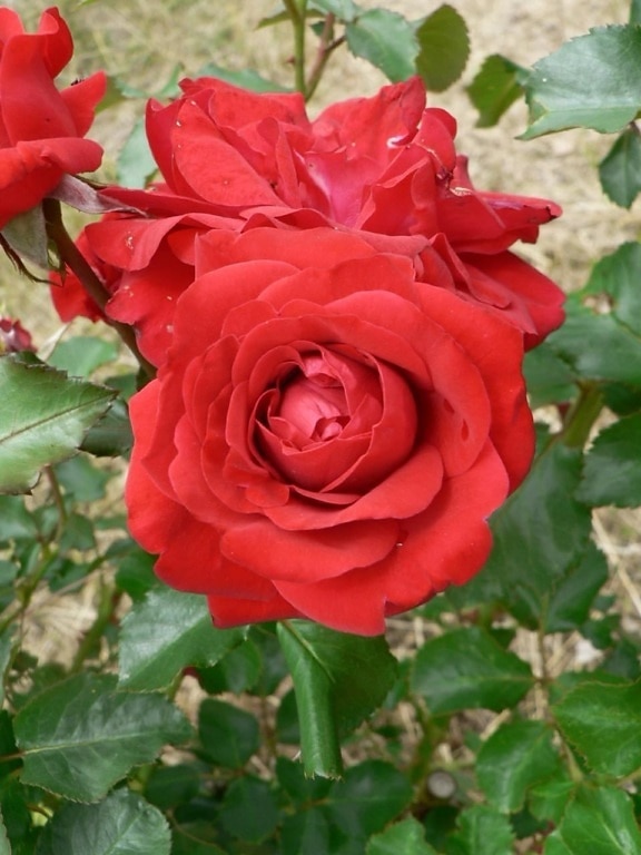 Red roses, kukinta
