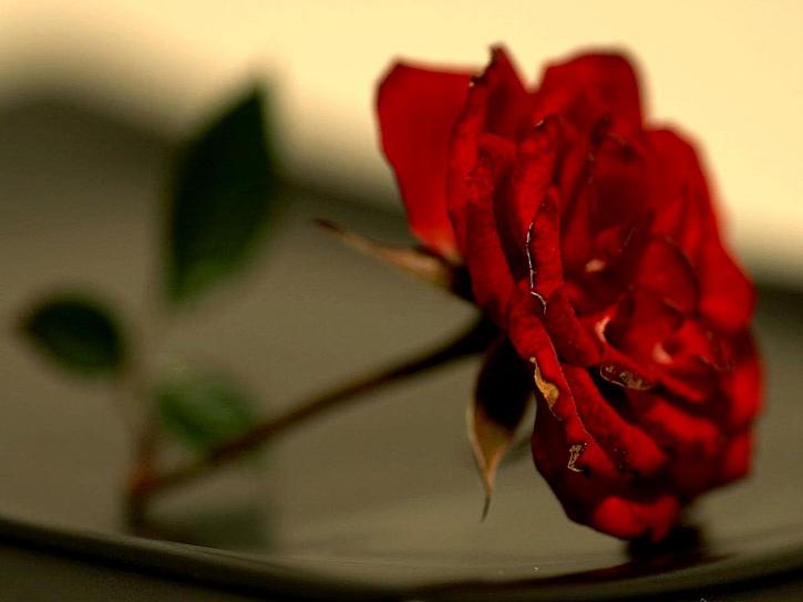 červené, růže, květiny