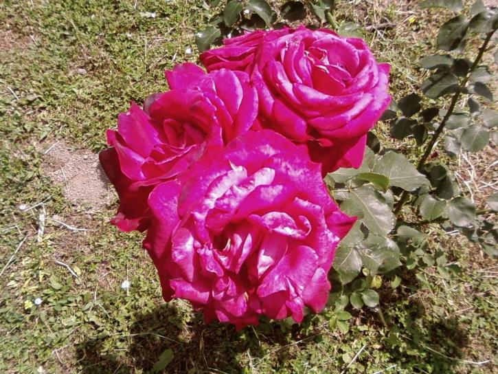 Hoa hồng đỏ, vườn