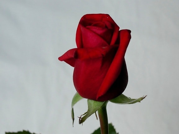 rose, flower