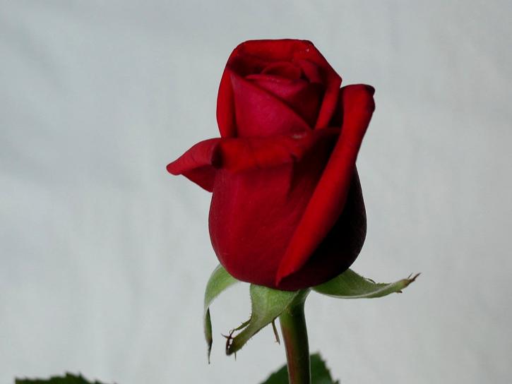 une rose