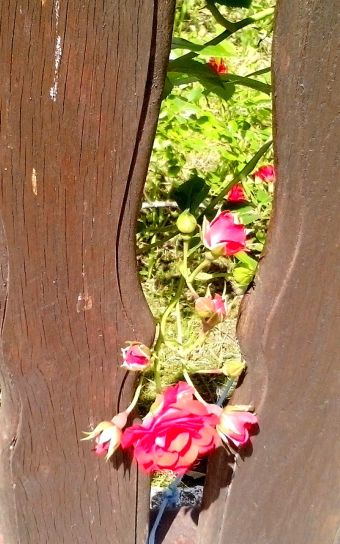 rosa, fiore, fra, recinzioni