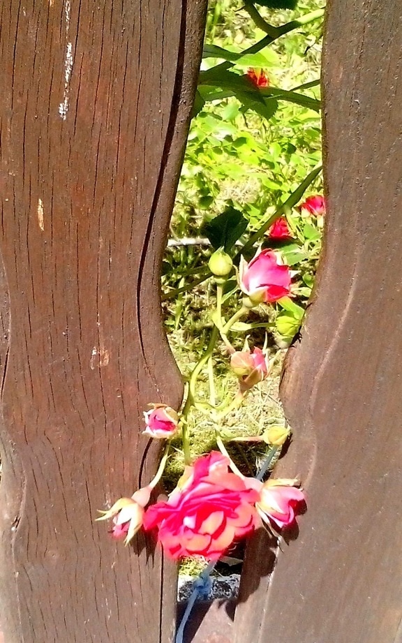 ros, blomma, mellan, staket