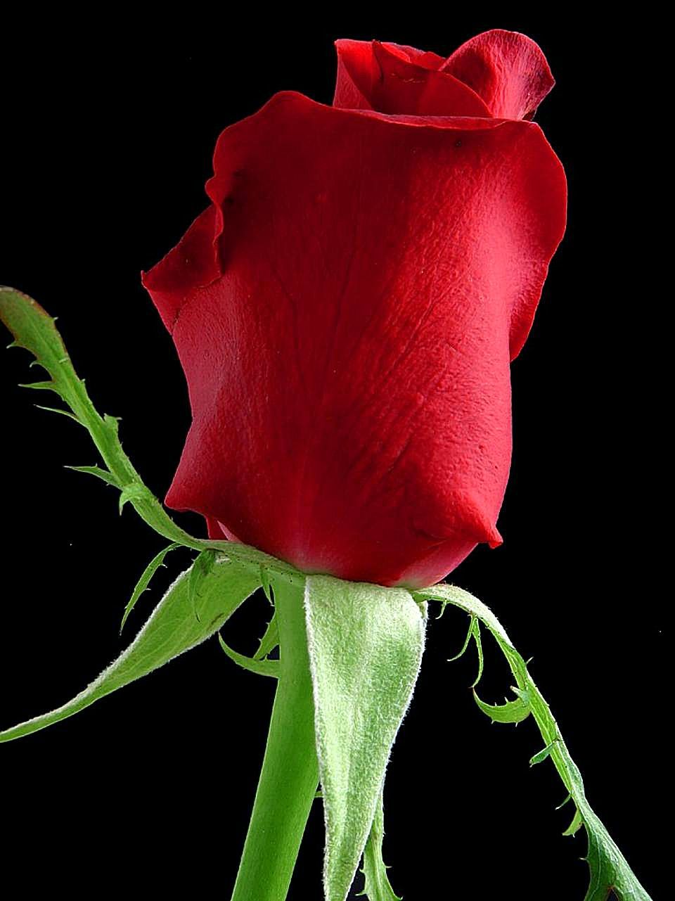 Imagine Gratuită Trandafir Flori Negru Fundal