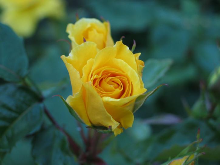 Rose, blomst, gul