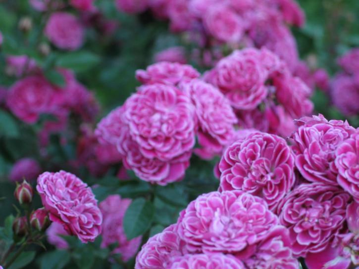 jardín de rosas