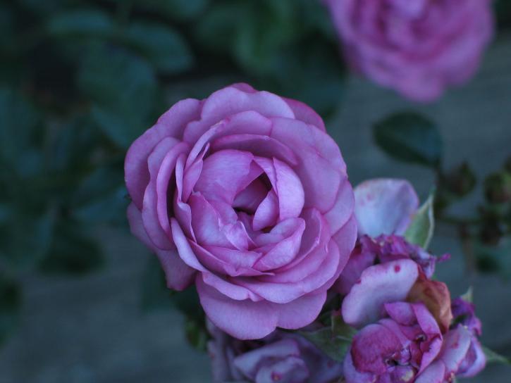 紫色玫瑰, 花园, 花