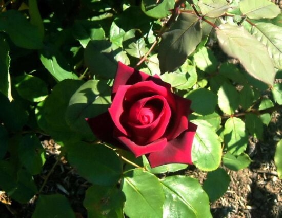 rose, park