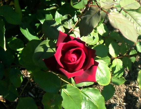 Róża, park
