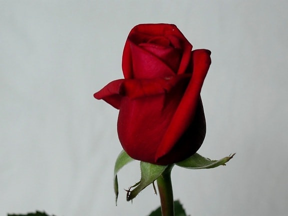 rose, photo