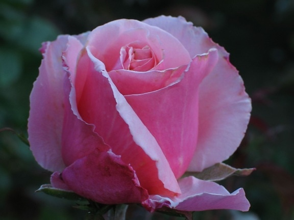 rose, pink