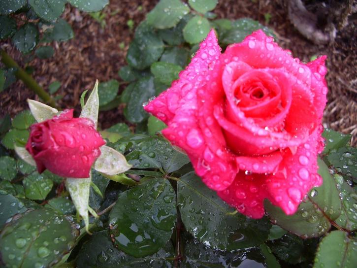 ดอกกุหลาบ สีชมพู kardinal