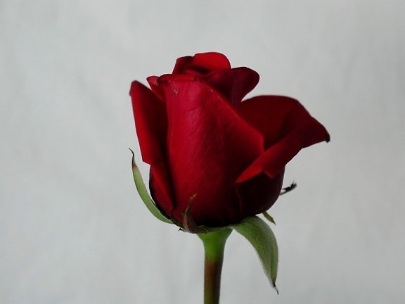 růže, červená, detaily, obrázek