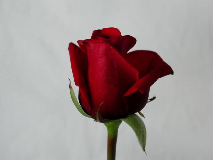 rose, red, details, image