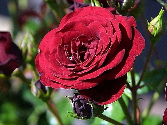Rosen, Blumen, Park, rot