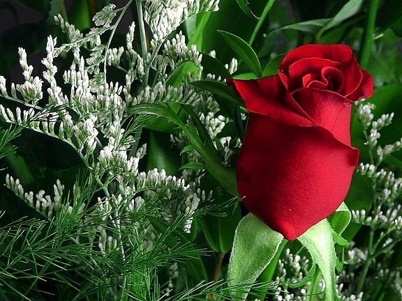 ดอกกุหลาบ สีแดง สีเขียว สวย ดอกไม้