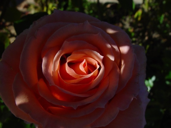 shaded, rose, flower