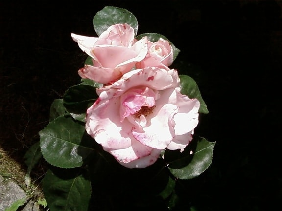 Valkoinen ruusu, varjo