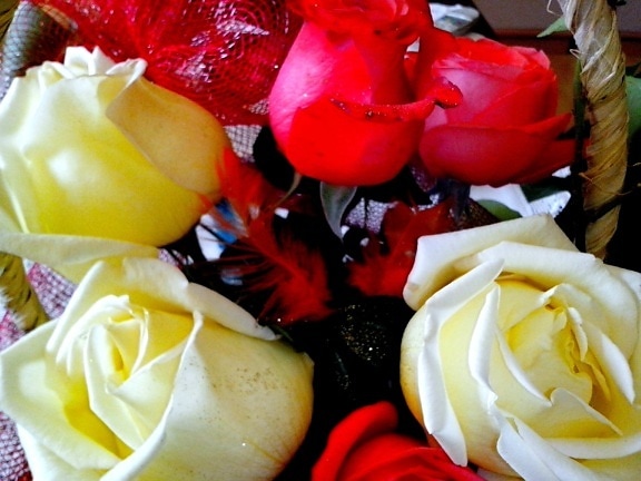gul, rød, roser, arrangert, bukett