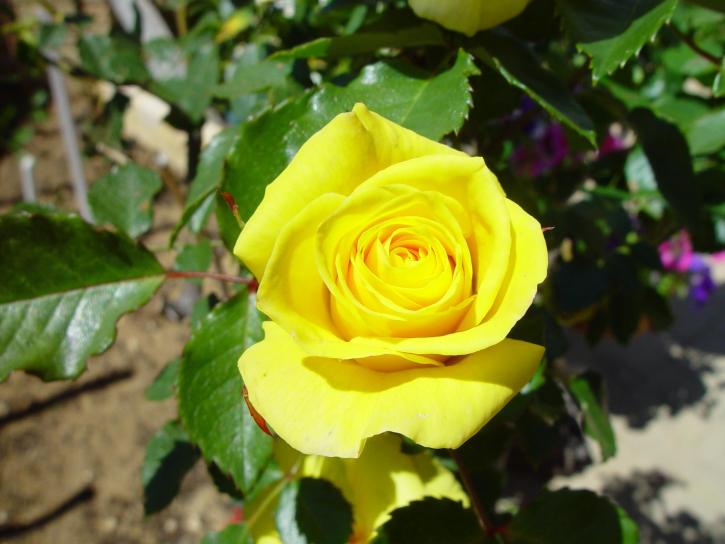yellow, rose