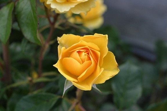yellow, rose, flower