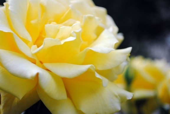 yellow, rose, flower, petals