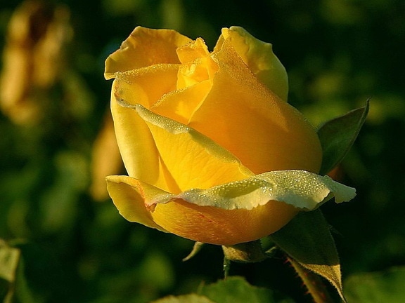 keltainen ruusu, makro, lähellä