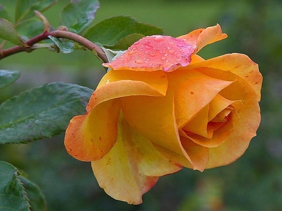 yellow, roses, dew, petals