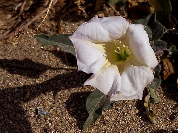 ศักดิ์สิทธิ์ datura ดอกไม้ แอนซาบอร์ สวี ทะเลทราย