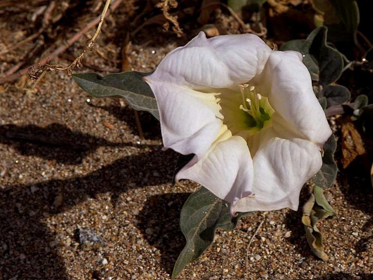 ศักดิ์สิทธิ์ datura ดอกไม้ แอนซาบอร์ สวี ทะเลทราย