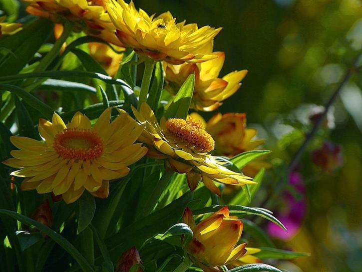 няколко, жълти цветя, трева