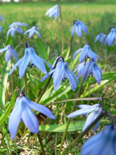 siberian, squill, flowers