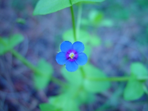 small, blue flower