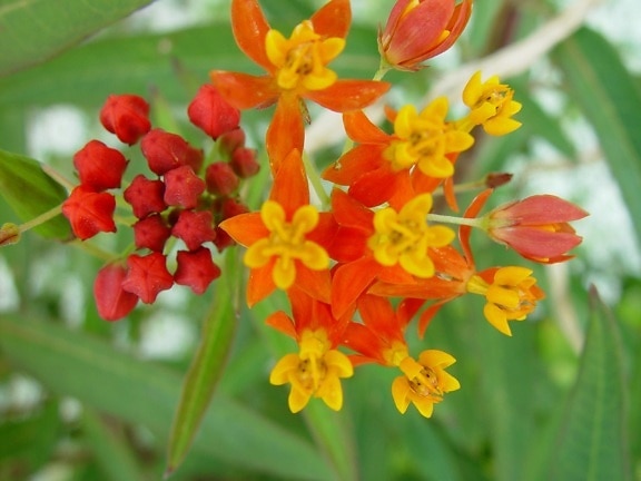 small, orange, red flowers, red, buds