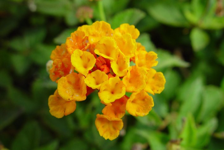 lille, orange blomster