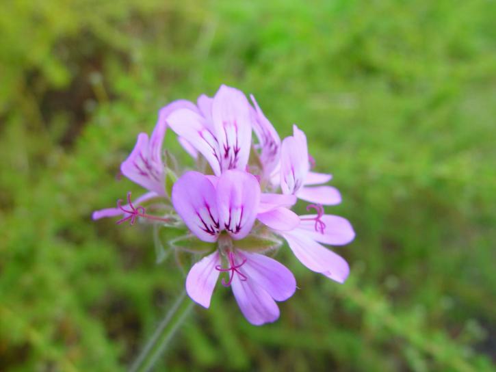malé, fialový květ