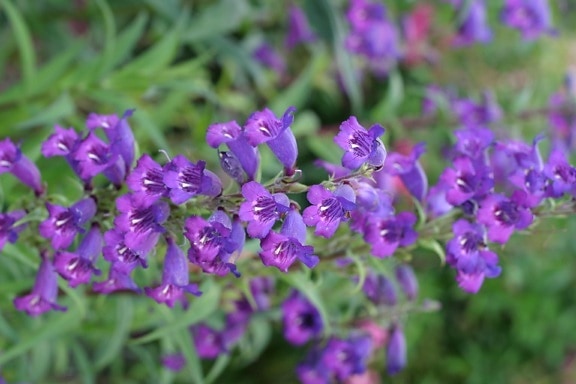 pienet, violetit kukat