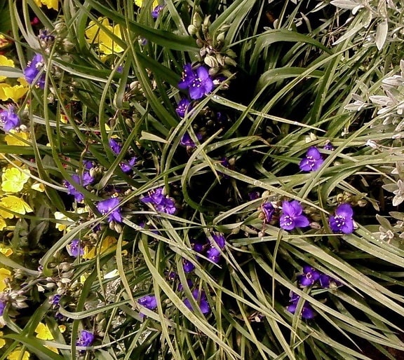 small, purple flowers, garden