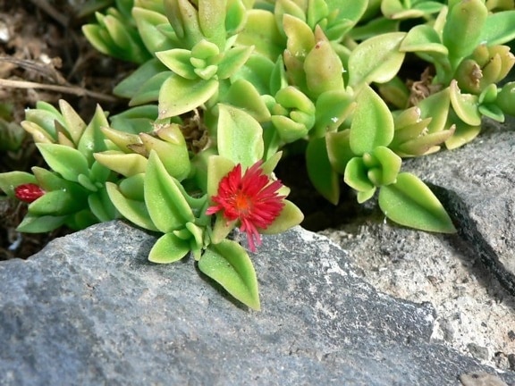 small, red flower