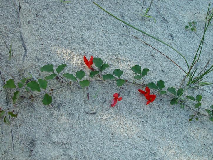 pequeñas, flores rojas, desafío, arena, dunas