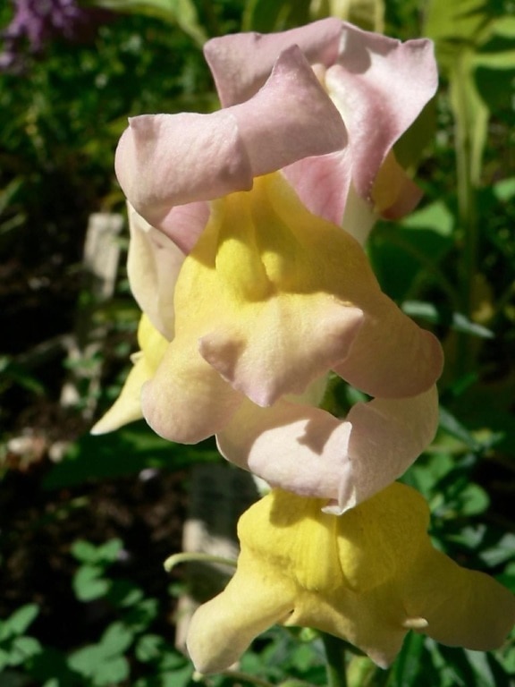 Snapdragon, Hoa, màu vàng