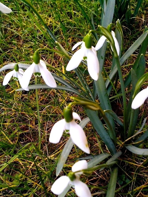 flowers, snowdrops, white flowers