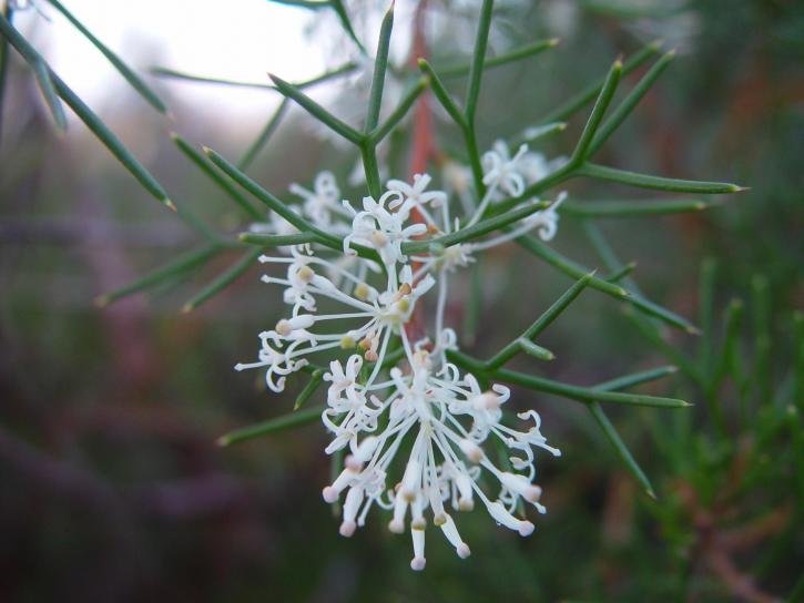 spindly, white, native, blooms